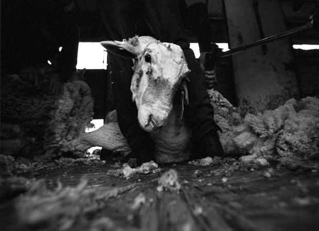 Shearing